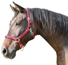 kantar-dla-konia-mustang-czerwony-pony-covalliero