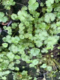 hydrocotyle-vulgaris-nova-zelandiae-roslina-do-mini-oczek-zadarniajaca