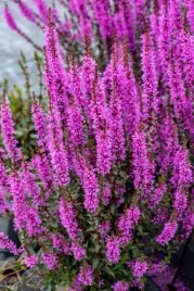 krwawnica-rozowa-luminara-lilac-bardzo-duzo-kwiatow-sadzonka-1l-c1