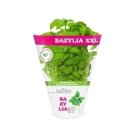 bazylia-xxl-doniczka-baziolka-1-szt
