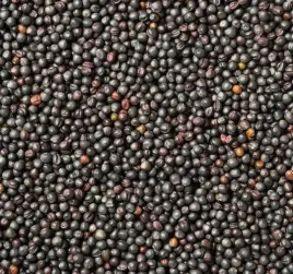 rzepik-nasiona-paszowy-na-poplon-dla-slimakow-ptakow-1-kg