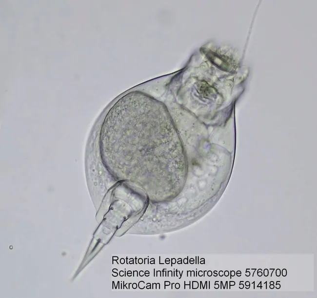mikroskop-bresser-science-infinity-40x-1000x-stan-nowy-kod-producenta-4007922030791