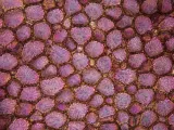 mikroskop-bresser-science-infinity-40x-1000x-stan-nowy-typ-mikroskopu-optyczny