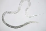 mikroskop-bresser-science-infinity-40x-1000x-model-science-infinity-stan-nowy