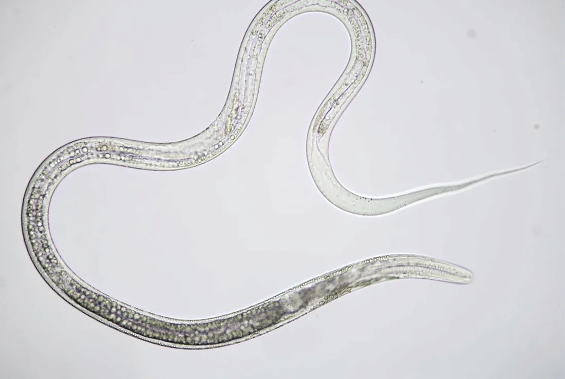 mikroskop-bresser-science-infinity-40x-1000x