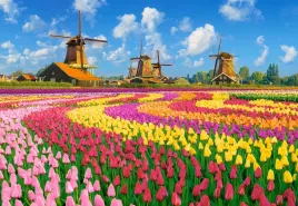 puzzle-1000-el-c-105540-2-dutch-windmills-among-tulips