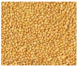 14kg-proso-zolte-zlote-karma-pasza-pokarm-dla-ptakow-papug-falistej