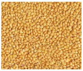 14kg-proso-zolte-zlote-karma-pasza-pokarm-dla-ptakow-papug-falistej