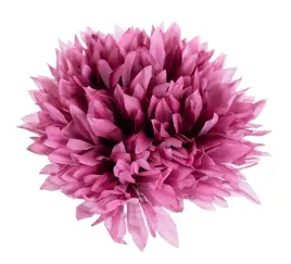 chryzantema-aster-glowka-mauve