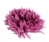 sztuczne-kwiaty-chryzantema-aster-glowka-kwiatowa-mauve-stan-nowy