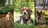 fotelik-samochodowy-dla-psa-transporter-mata-r1-dlugosc-32-cm