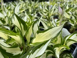funkia-fireandice-zielono-biale-liscie-bylina-do-cienia-hosta-p12