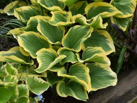 funkia-kremowo-zielona-hosta-liberty-bylina-do-cienia-p12