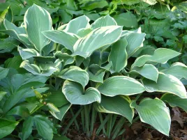 funkia-regal-splendor-duze-liscie-hosta-bylina-do-cienia-p12