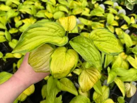 funkia-stained-glass-ozdobne-liscie-hosta-bylina-do-ogrodu-sadzonka-p12