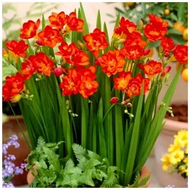 frezja-pelna-czerwona-freesia-double-pachnaca-cebulki-10-szt-gratis