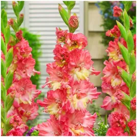 gladiolus-mieczyk-pomaranczowy-zolty-mango-muse-cebulki-5-szt-gratis