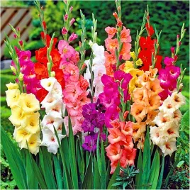 gladiolus-mieczyk-mix-kolorow-odmian-cebulki-100-szt-gratis