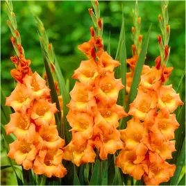 gladiolus-mieczyk-pomaranczowy-prince-of-orange-cebulki-5-szt-gratis