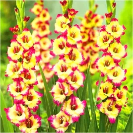 gladiolus-cebulki-mieczyk-awangardowy-sapporo-cebulki-5-szt-gratis