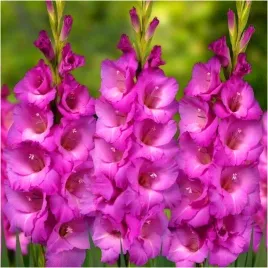 gladiolus-cebulki-mieczyk-rozowy-hugo-cebulki-10-szt-gratis
