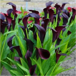 kalia-kalla-calla-odessa-zantedeschia-czarna-cebulki-1-szt-gratis