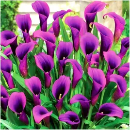 kalia-kalla-calla-zantedeschia-fioletowa-grape-velvet-cebulki-1-szt-gratis
