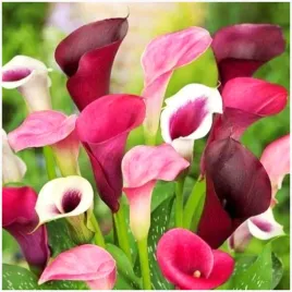 kalia-kalla-calla-zantedeschia-mix-kolorow-fioletu-5-szt-gratis