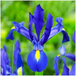 irys-kosaciec-holenderski-niebieski-blue-magic-cebulki-5-szt-gratis