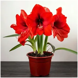 amarylis-czerwony-hippeastrum-red-lion-zwartnica-cebulki-1-szt-gratis