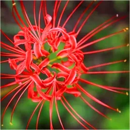 lilia-pajecza-czerwona-lycoris-radiata-symbol-korei-cebule-3-szt-gratis