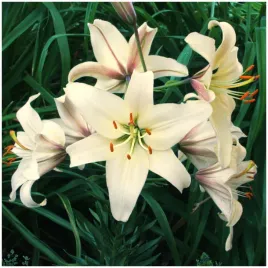 lilia-azjatycka-pearl-frances-biala-kosc-sloniowa-3-ceb-gratis