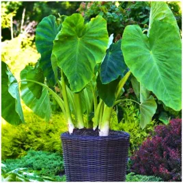 colocasia-esculenta-kolokazja-uszy-slonia-sadzonki-bulwy-1-szt-gratis