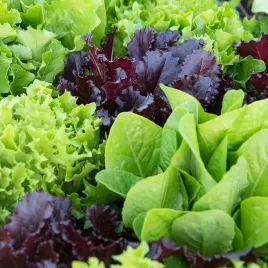 salata-mix-odmian-doskonala-do-salatek-nasiona-1-g