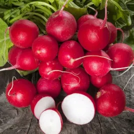 rzodkiewka-cherry-belle-bardzo-wczesna-lagodna