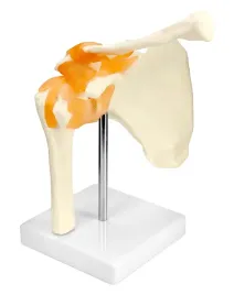 model-anatomiczny-stawu-barkowego-ruchomy-naukowy-edukacyjny-medycyna