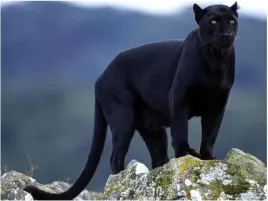 obraz-malowanie-po-numerach-rama-50x40-kot-czarna-puma