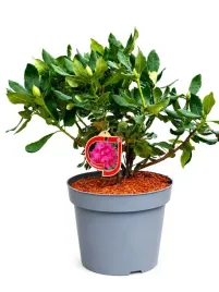 rododendron-azalea-feuerwerk-pot-c10
