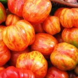 pomidor-gruntowy-tigerella-rodzaj-rosliny-pomidory