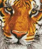 diamond-dotz-adults-bengal-magic-9407-kod-producenta-4897073249407