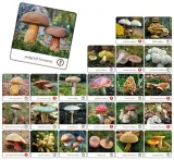 grzyby-polski-memory-7912-czas-rozgrywki-do-30-minut