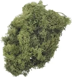 mech-dekoracyjny-zielony-barwiony-naturalny-knorr-prandell-50-g