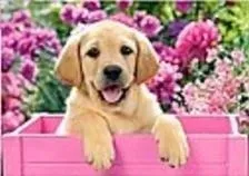 adar-mozaika-diamentowa-labrador-30x40-cm-w-drewnianej-ramce