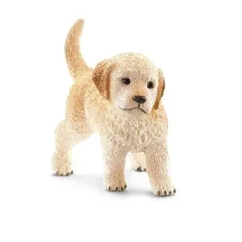 szczenie-golden-retriever
