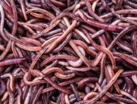 dzdzownice-trawnikowe-1kg
