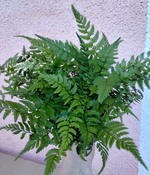 athyrium-paproc-sadzonka-85-o-20-cm