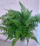 athyrium-paproc-sadzonka-85-o-20-cm