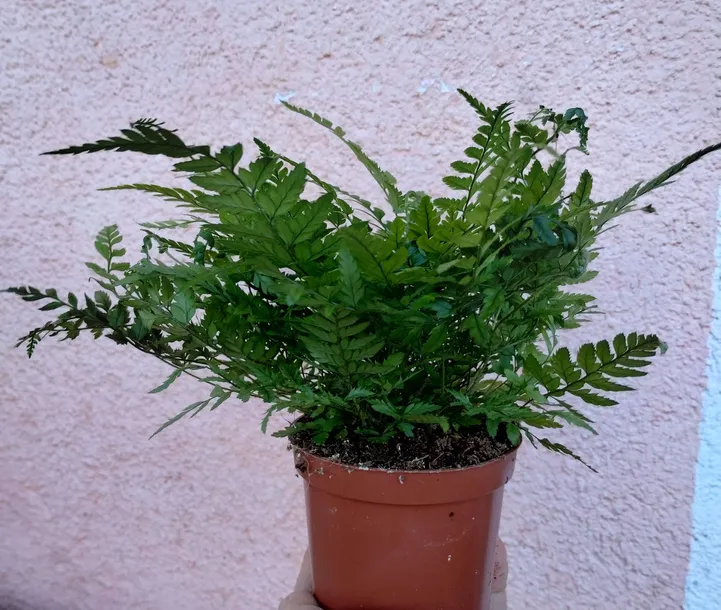 athyrium-paproc-sadzonka-85-o-20-cm