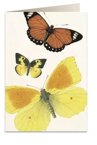karnet-b6-koperta-8037-motyle-stan-nowy