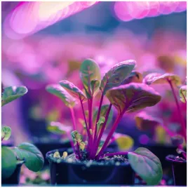 lampka-biurkowa-planty-clip-w-1xe27-biala-kobi